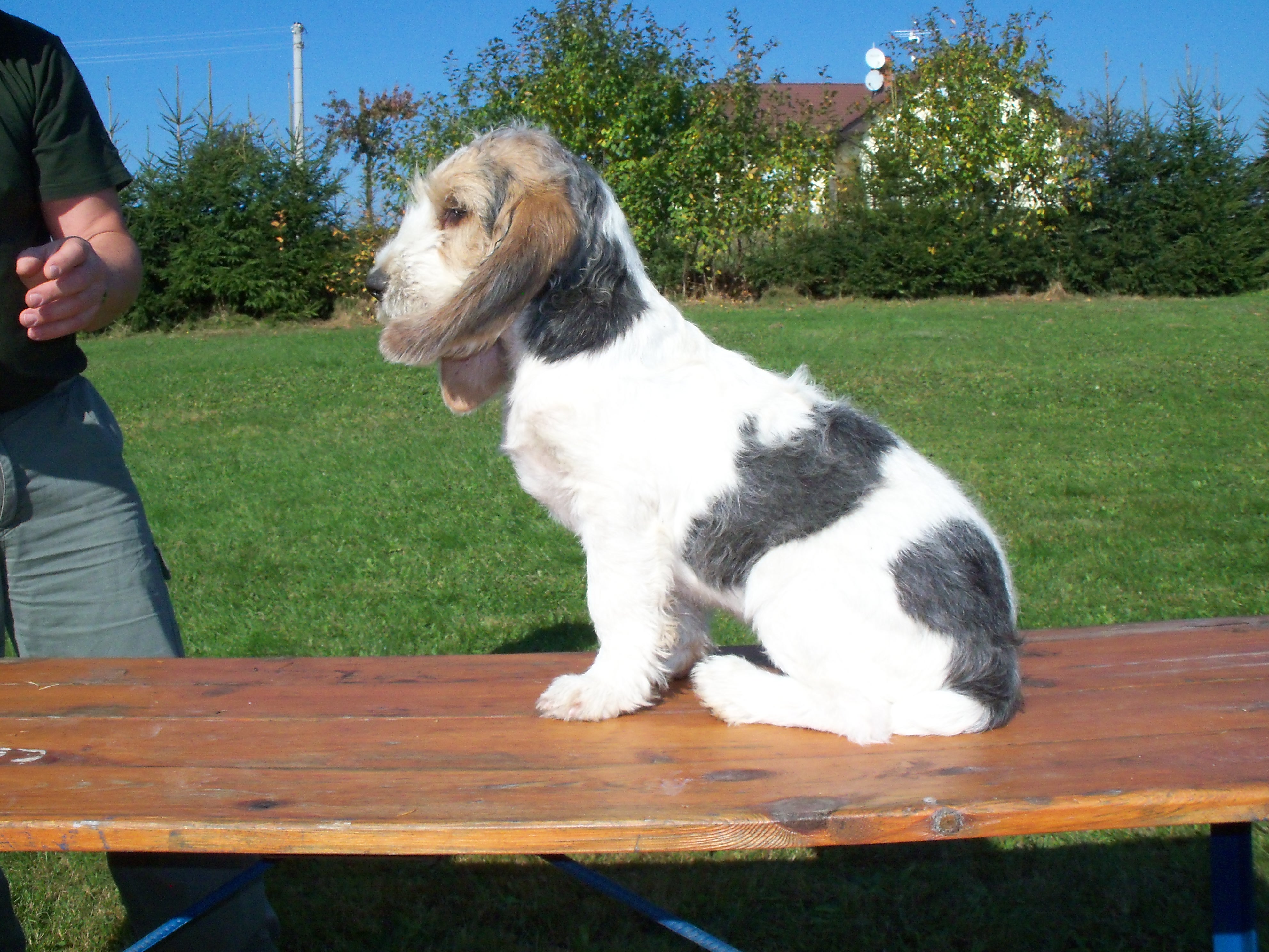 pejsek Akyr 2
